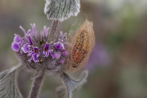 Réf. 220 146 : Heterogynis sp.
